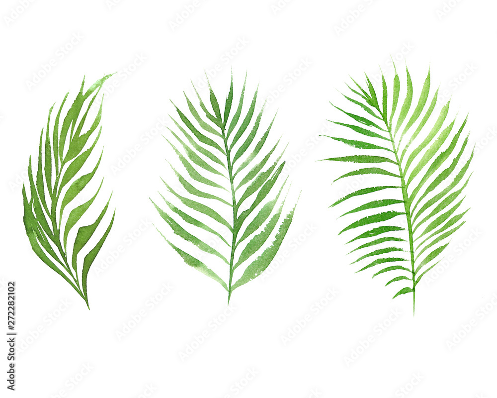 hand drawn watercolor set of coconut palm tree leaves isolated on white background hand drawn watercolor set of coconut palm tree leaves isolated on white background