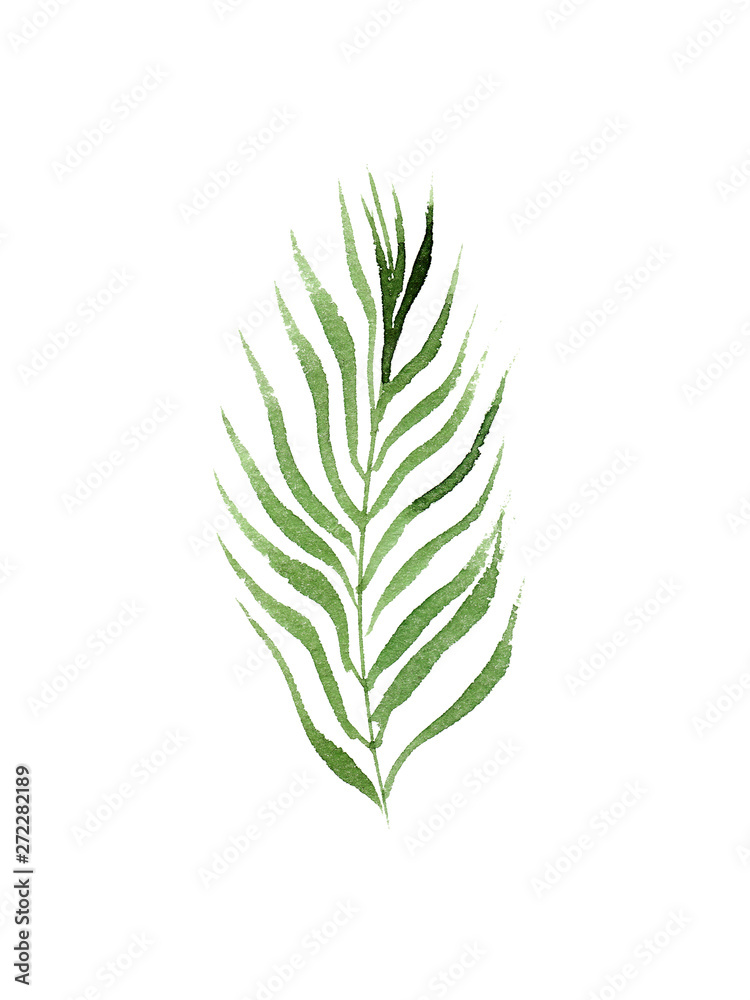 hand drawn watercolor coconut palm tree leaf isolated on white background