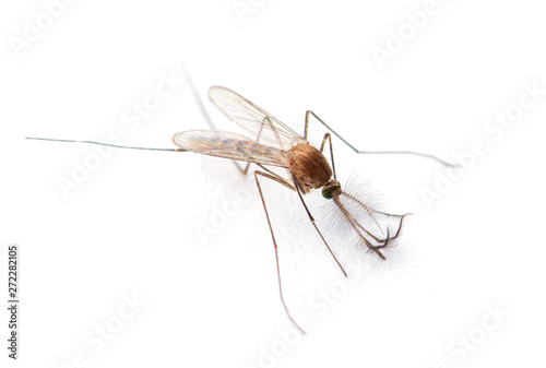 Supermacro of Mosquito isolated on white.