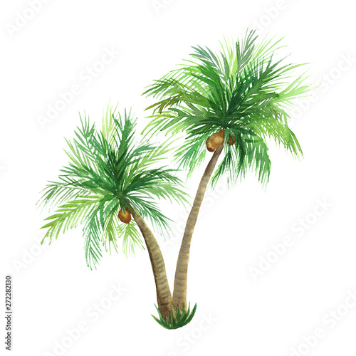 hand drawn watercolor coconut palm tree isolated on white background