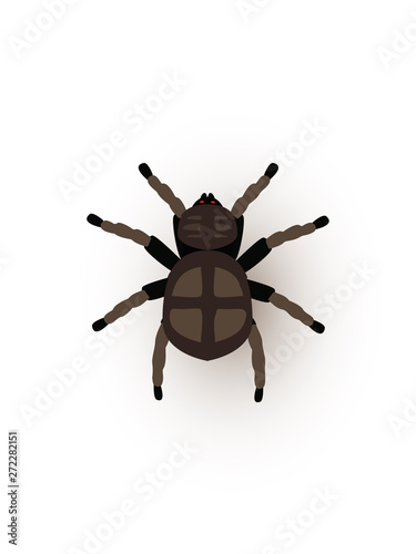 Tarantula, creepy spider flat vector illustration
