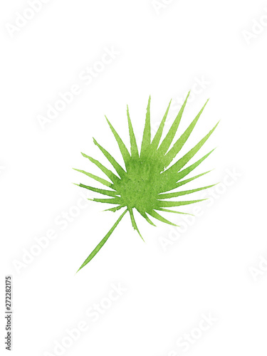 hand drawn watercolor s palm tree leaf isolated on white background