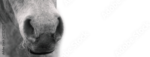  White horse's muzzle, black and white portrait.  © Laure F
