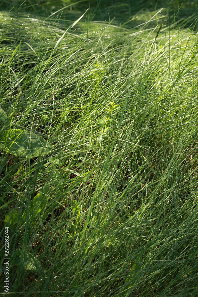 young green grass of Russian fields young green grass of Russian fields