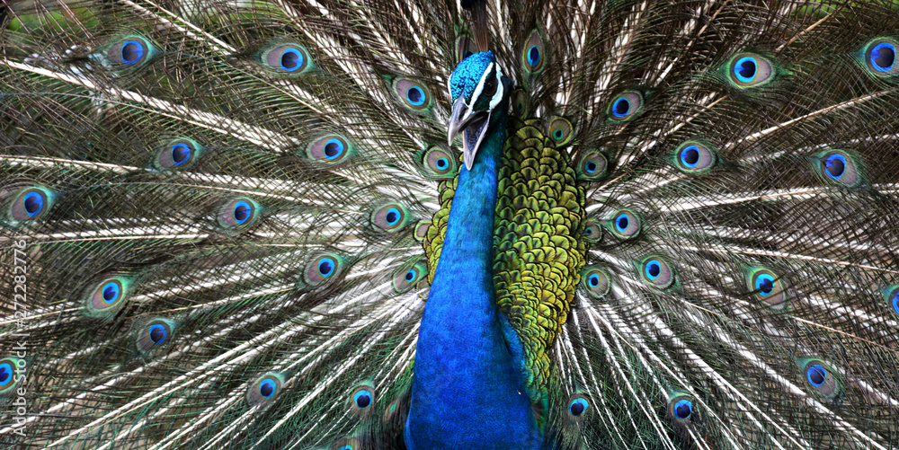 Naklejka premium Closeup of peacock showing his beautiful feathers