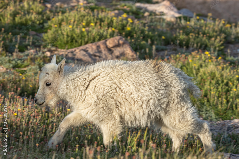Obraz premium Cute Mountain Goat Kid in Summer