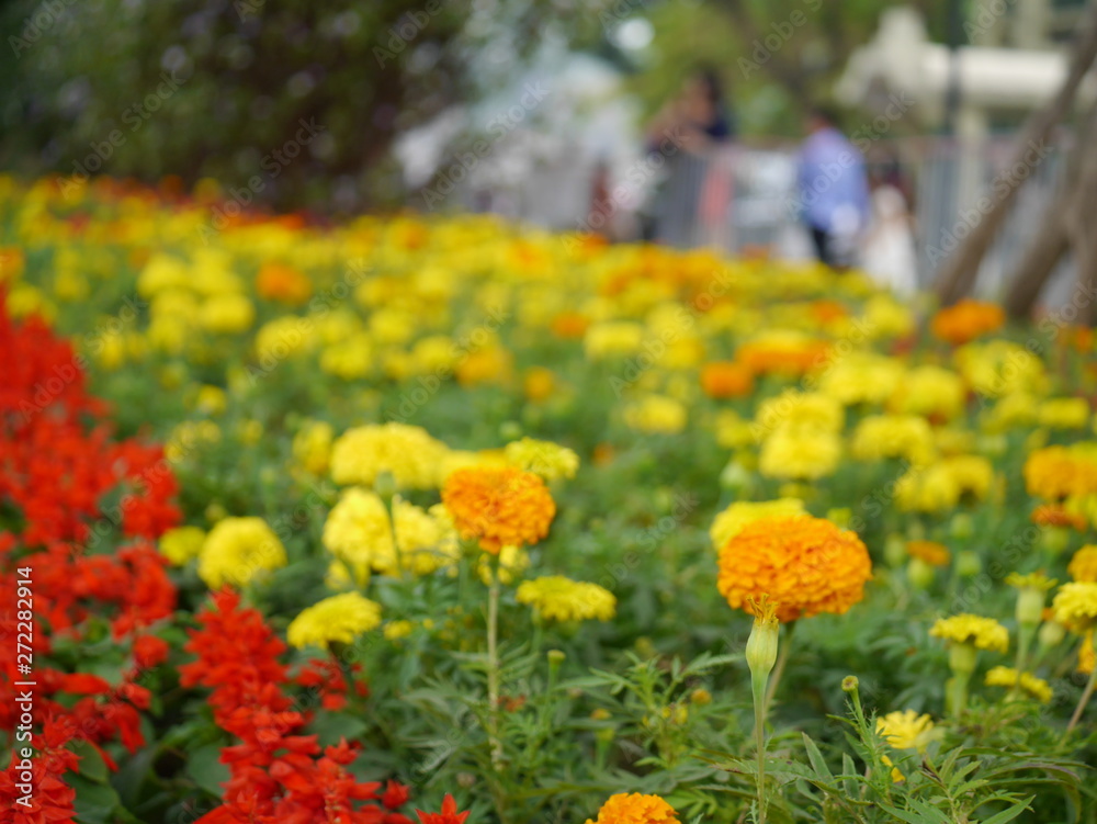 Fototapeta premium 春の花畑