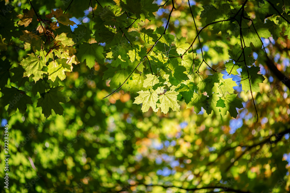 Beautiful Colorful Autumn Leaves Beautiful Colorful Autumn Leaves