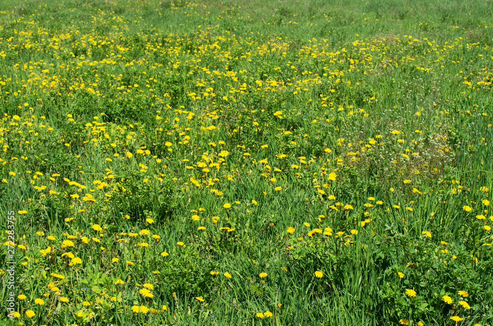 Obraz premium Dandelions in the meadow.