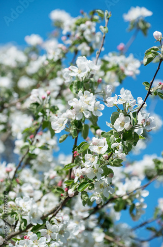 Spring Apple Blossom over blue sky. © nata777_7