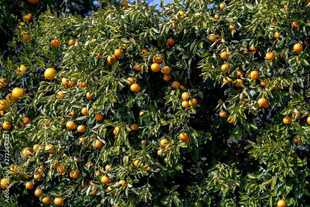 Orange garden from Jeju Island, South Korea.