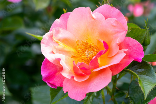 Close-up of bright pink and yellow All the Rage hybrid shrub rose in selective focus outdoors in garden with green leaves in blurred background