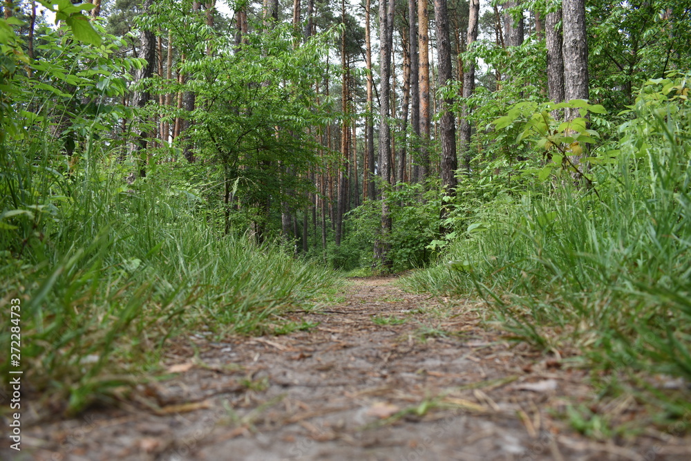 forest forest