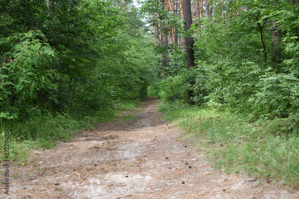 forest forest