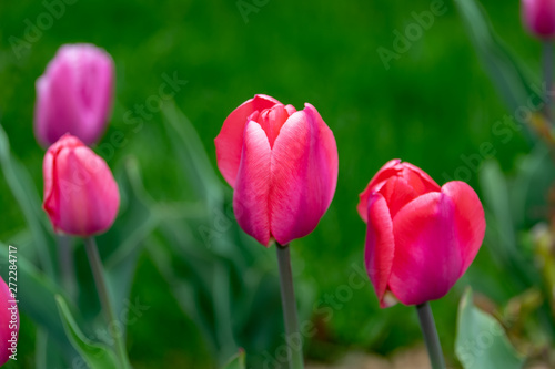 Big purple Tulip on green background