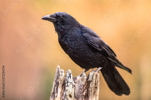 Carrion crow bright background