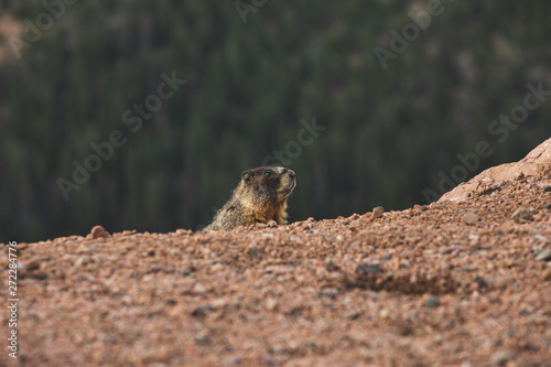 meerkat on rock