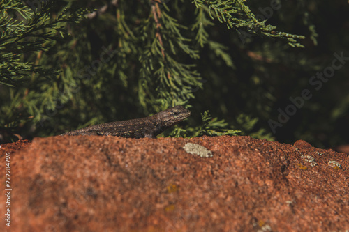 lizard in forest