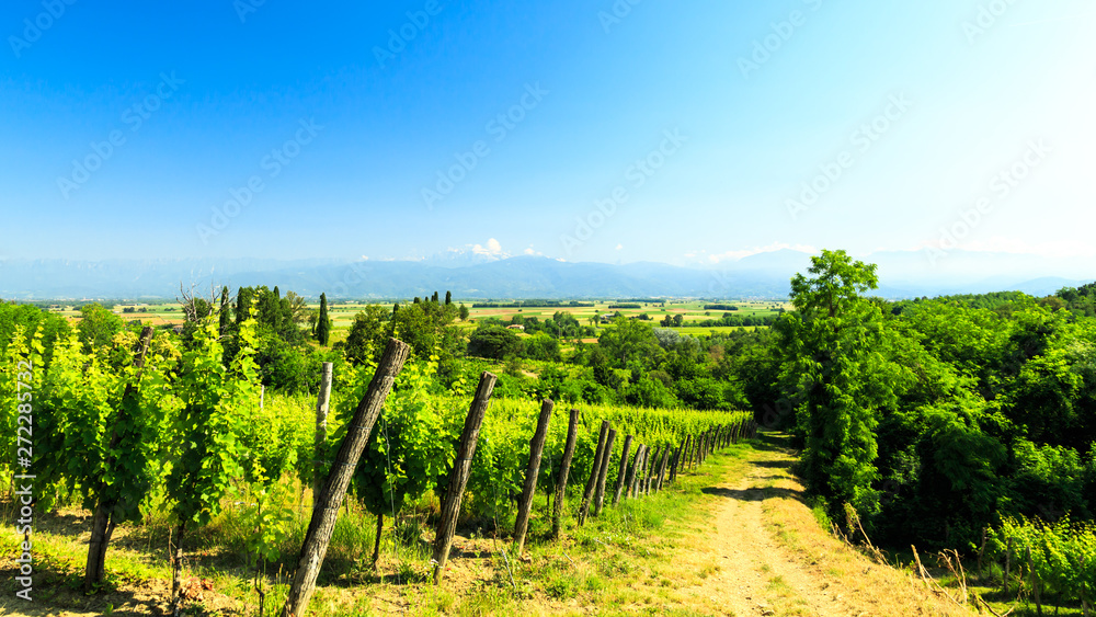 The fields of Friuli Venezia-Giulia cultivated with grapevines