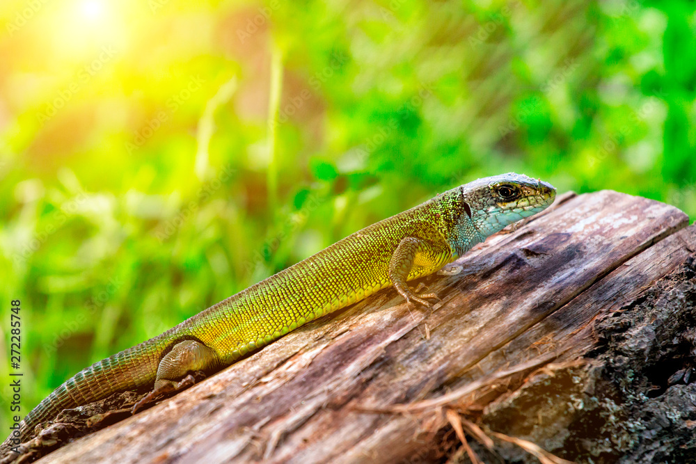 Fototapeta premium Spring background bokeh. fresh tulip flowers