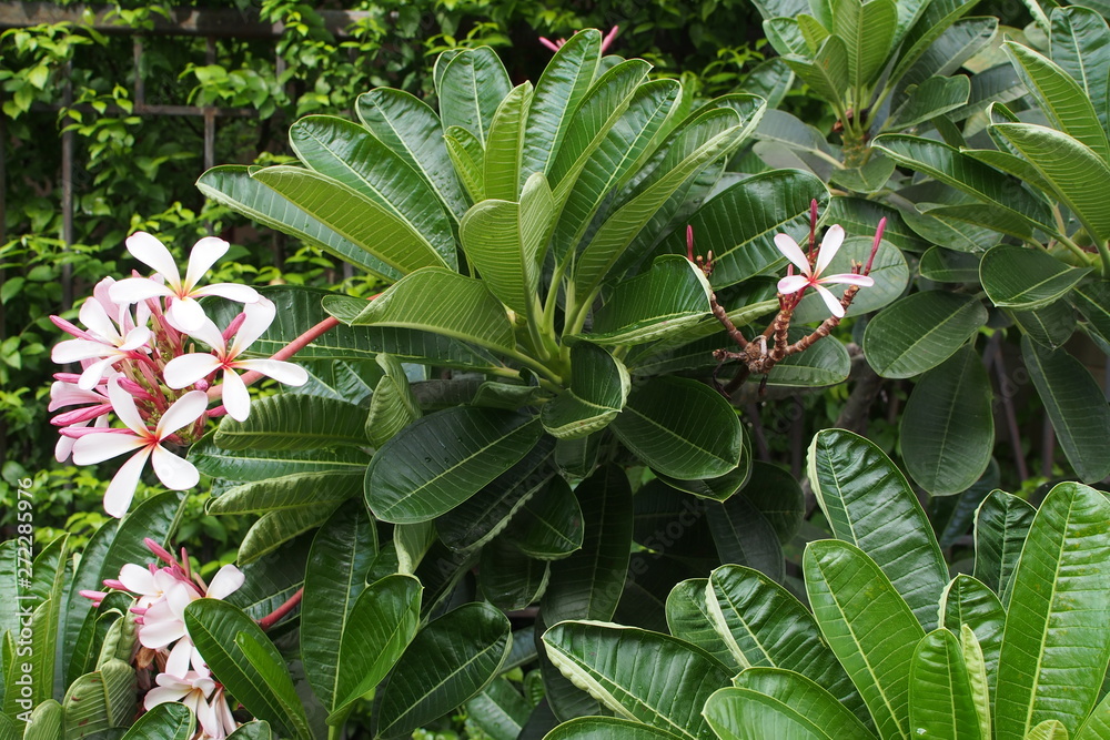 Temple tree flowers, Apocynaceae Frangipani or Plumeria Temple tree flowers, Apocynaceae Frangipani or Plumeria