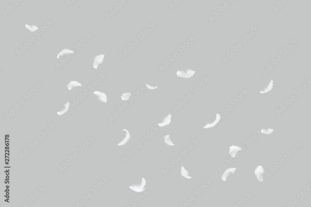 white feathers float in the air. isolated on grey background. white feathers float in the air. isolated on grey background.