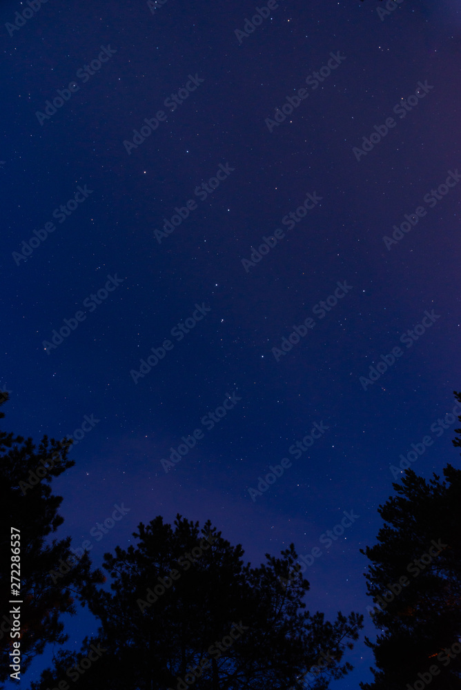 The tops of pines against the starry sky at night in the forest