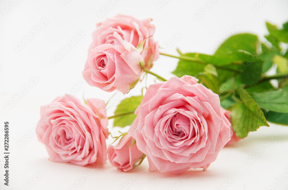 Pink rose and on white fabric for background