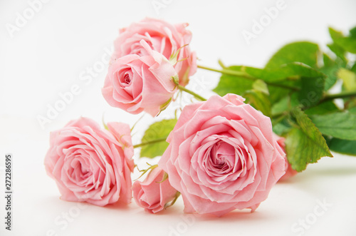 Pink rose and on white fabric for background