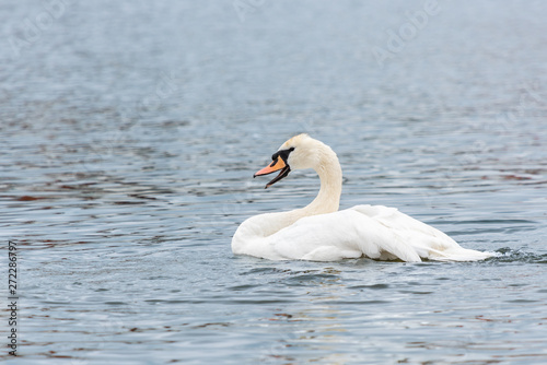 Grinning white swan
