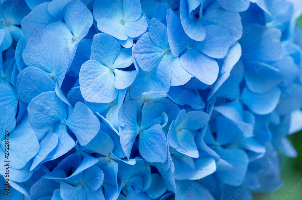 Blue Hydrangea background. Hortensia flowers surface. Blue Hydrangea background. Hortensia flowers surface.