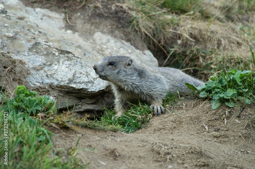 Alpine marmot on mountain meadow