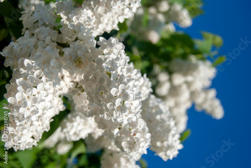  A branch of white lilac with delicate flowers. Blooming flowers of white lilac in spring. Floral background.