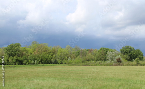 Campo di grano in primavera - campagna