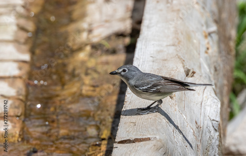 Plumbeous vireo at Capulin Spring, Sandia Mountains, New Mexico