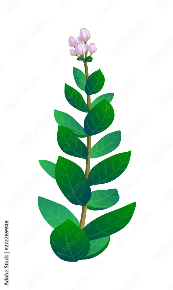 Obraz premium Vector illustration of indian plant.