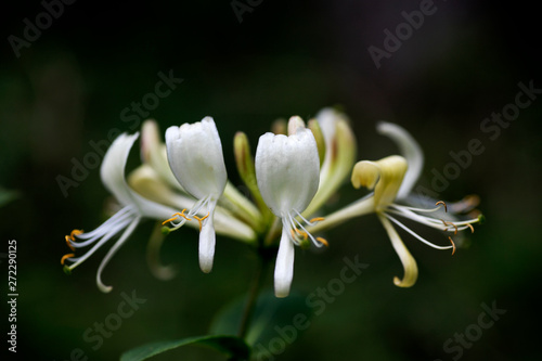 Flower Lonicera etrusca santi honeysuckle macro caprifoliaceae family background high quality