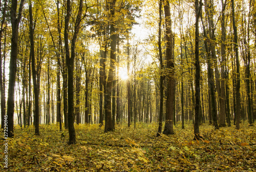 Fototapeta Naklejka Na Ścianę i Meble -  Beautiful golden autumn landscape background