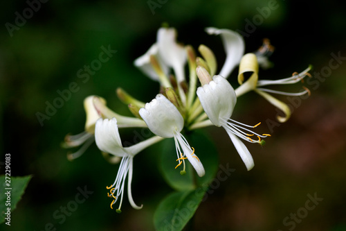 Flower Lonicera etrusca santi honeysuckle macro caprifoliaceae family background high quality