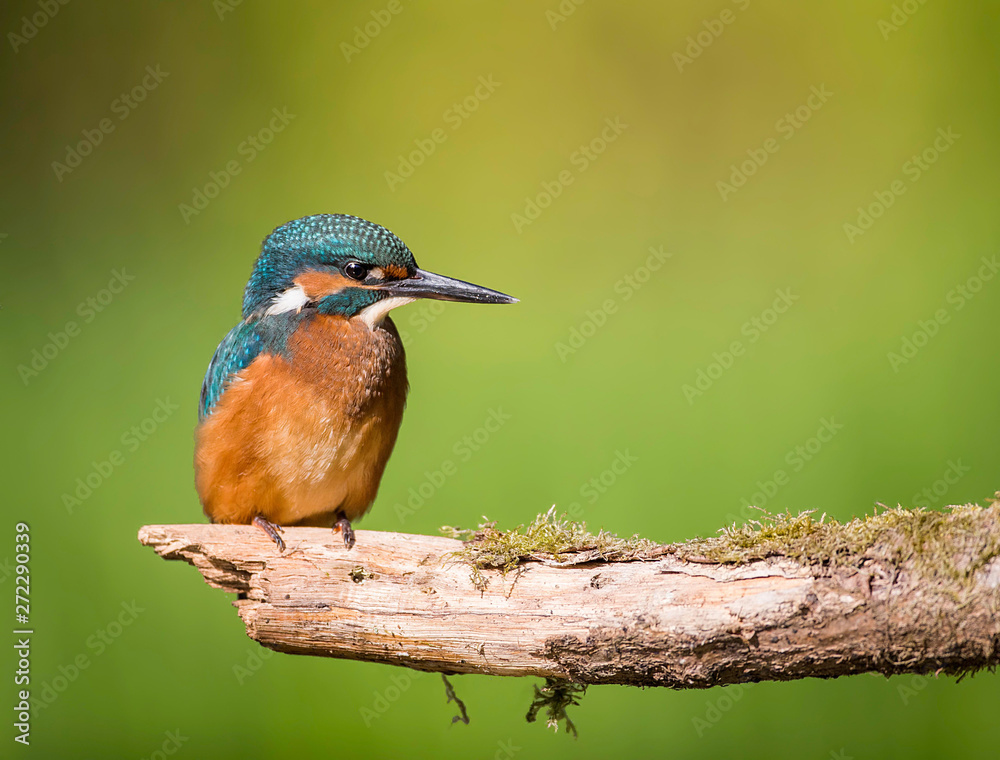 Common kingfisher photographed on a sunny sunday morning in perfect environment Common kingfisher photographed on a sunny sunday morning in perfect environment