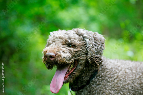 Brown dog portrait in forest lagatto romagnolo background high quality photo