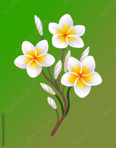 Vector illustration of blooming plumeria  © alhontess