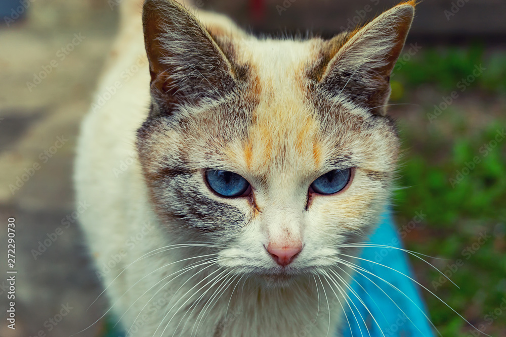 homeless stray cat sitting on the street homeless stray cat sitting on the street