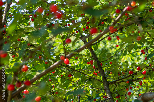 Ripe cherries hanging from tree in summer