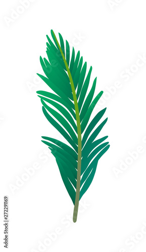 Vector illustration of palm tree leaf. 