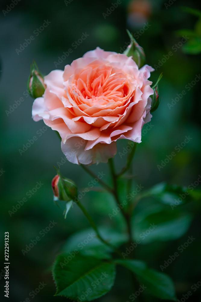 Blüten Blumen Garten Frühling Sommer Rose Tulpe Lilie Rittersporn Blüten Blumen Garten Frühling Sommer Rose Tulpe Lilie Rittersporn