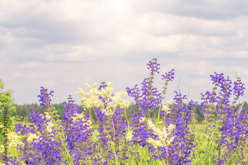 Naklejka premium green field grass with flowers