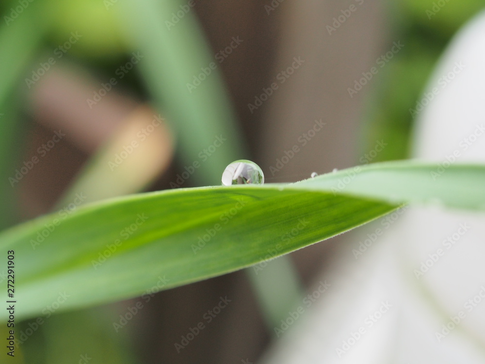 Water droplets on the leaves of plants. After rain or dew. Macro mode. Water droplets on the leaves of plants. After rain or dew. Macro mode.
