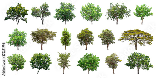 Isolated trees collection on white background