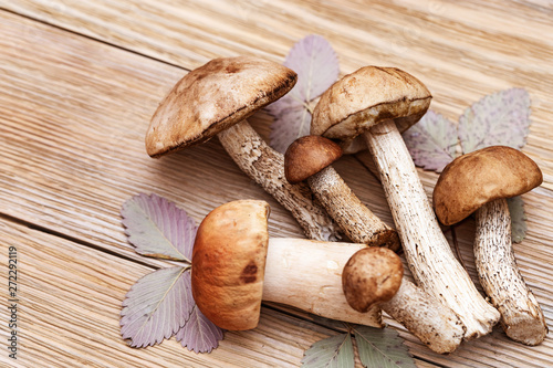 Beautiful forest mushrooms, brown cap boletus, aspen mushrooms on wooden background with copy space. Fresh raw fungus on table. Top view.